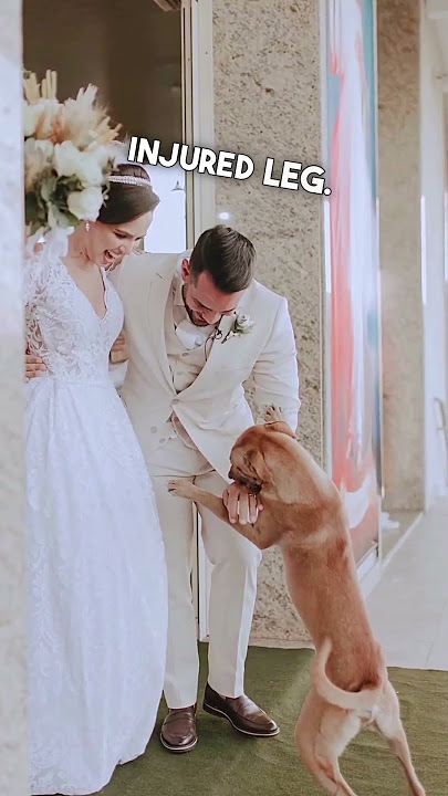 Stray Dog Came To Their Wedding And Got Adopted 🤍