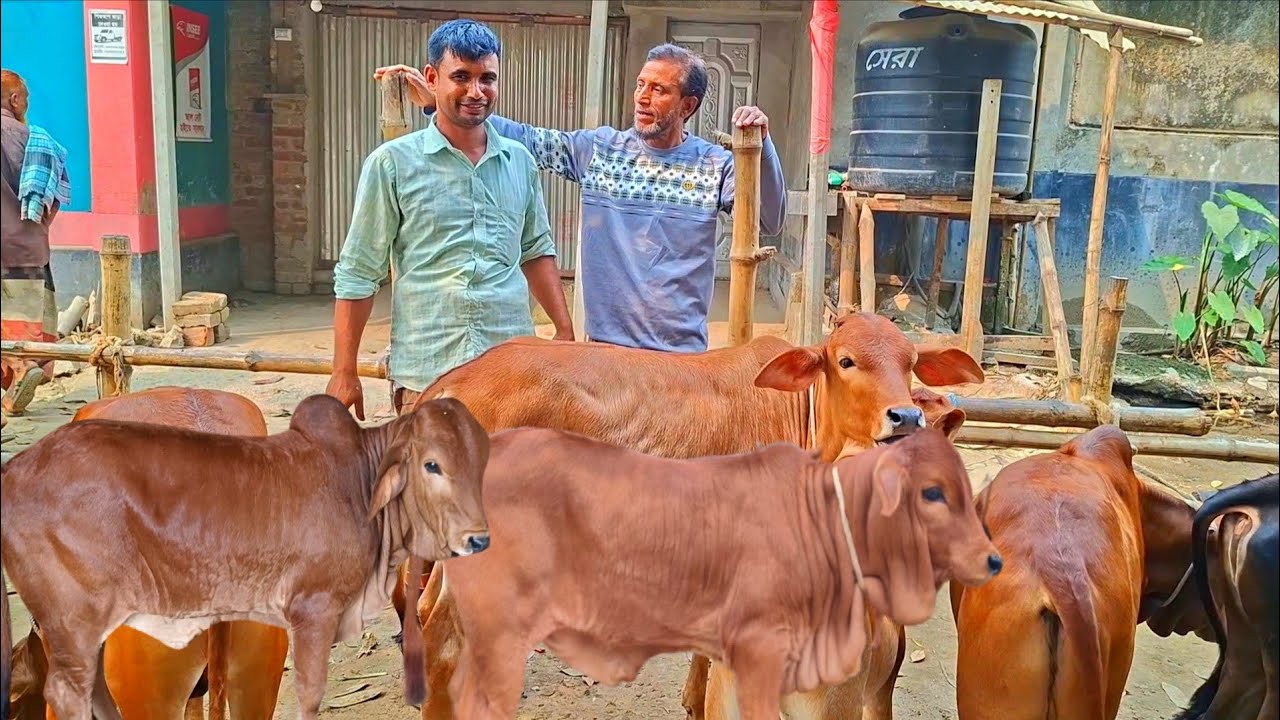 @আজ ১০ মার্চ'২৬ | নড়াইলের খামারী কেমন দামে শাহীওয়াল জাতের ষাড় বাছুর গরু কিনলেন? 