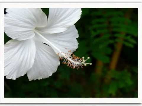 บุหงายาวี