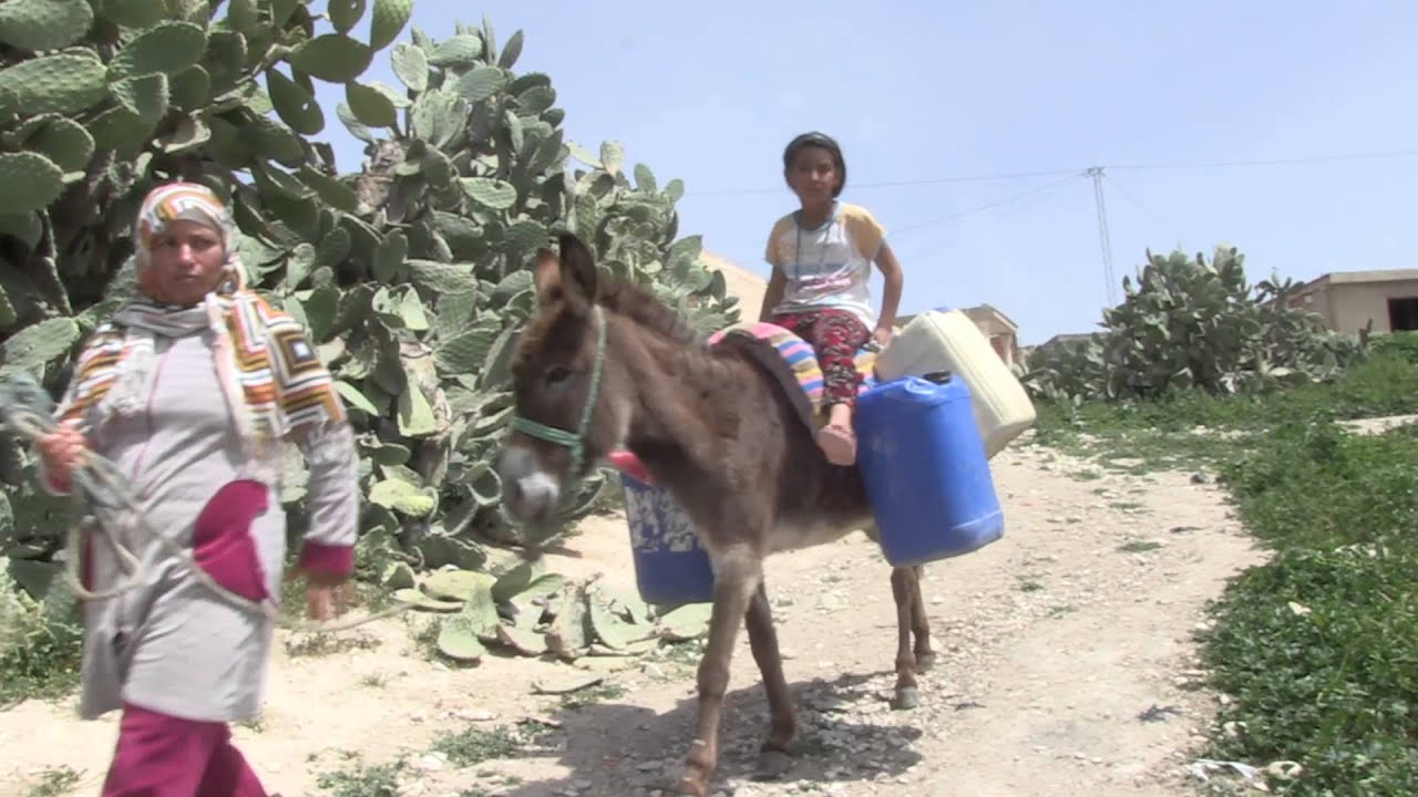 La Terre Leau Et Lâne Les Femmes Seules De Sraouertan