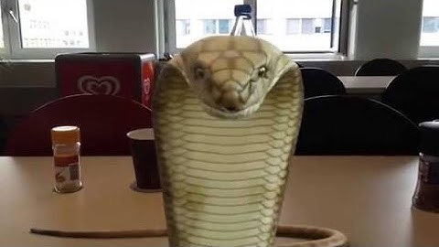 Snake Effect Hack Of Fxguru - Urdu / Hindi