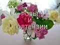 РОЗЫ И ГОРТЕНЗИИ. Воспоминания о лете 2019.