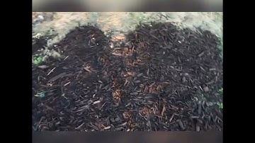 Mulching Garden Beds | The Cats Are GONE!