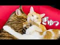 先輩猫たちに抱きしめられる子猫があまりにも可愛すぎる……