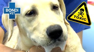 Life or Death for Poisoned Labrador ☠ | Bondi Vet Clips | Bondi Vet