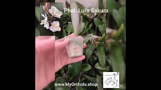 Phalaenopsis Lui s Sakura