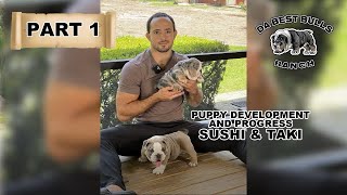 DaBestBulls Ranch - Part 1 of Sushi and Taki, their growth and puppy development by DaBestBulls Ranch 1,284 views 1 year ago 6 minutes, 4 seconds