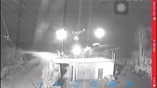 Kurtların çaresiz denemeleri