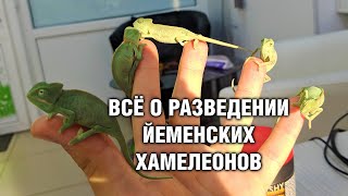 Хамелеон Йеменский - Разведение и Малыши