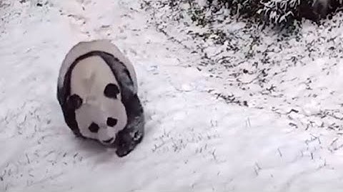 Giant Pandas Mei Xiang and Tian Tian Play in Snow at National Zoo in Washington DC