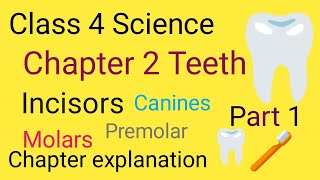 The teeth Class 4 Science chapter 2 full explanation/Easy Hindi 