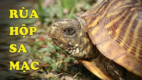 Tìm hiểu về Rùa Hộp Sa Mạc | Desert Box Turtle | Hoàng Long Family