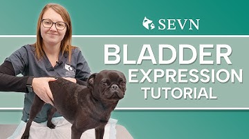 Bladder Expression for Dogs: A Tutorial for Pet Parents