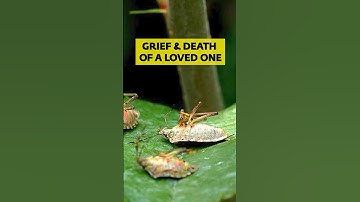 The Power of Unconditional Love #Sadhguru