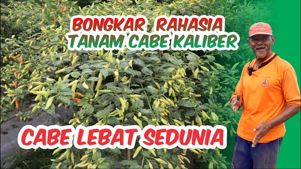 BONGKAR RAHASIA SUBUR DAN LEBATNYA CABE KALIBER
