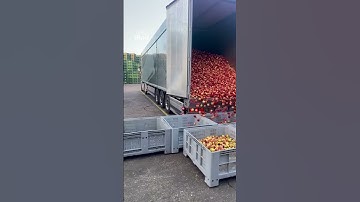 Unloading truck of apples is oddly satisfying
