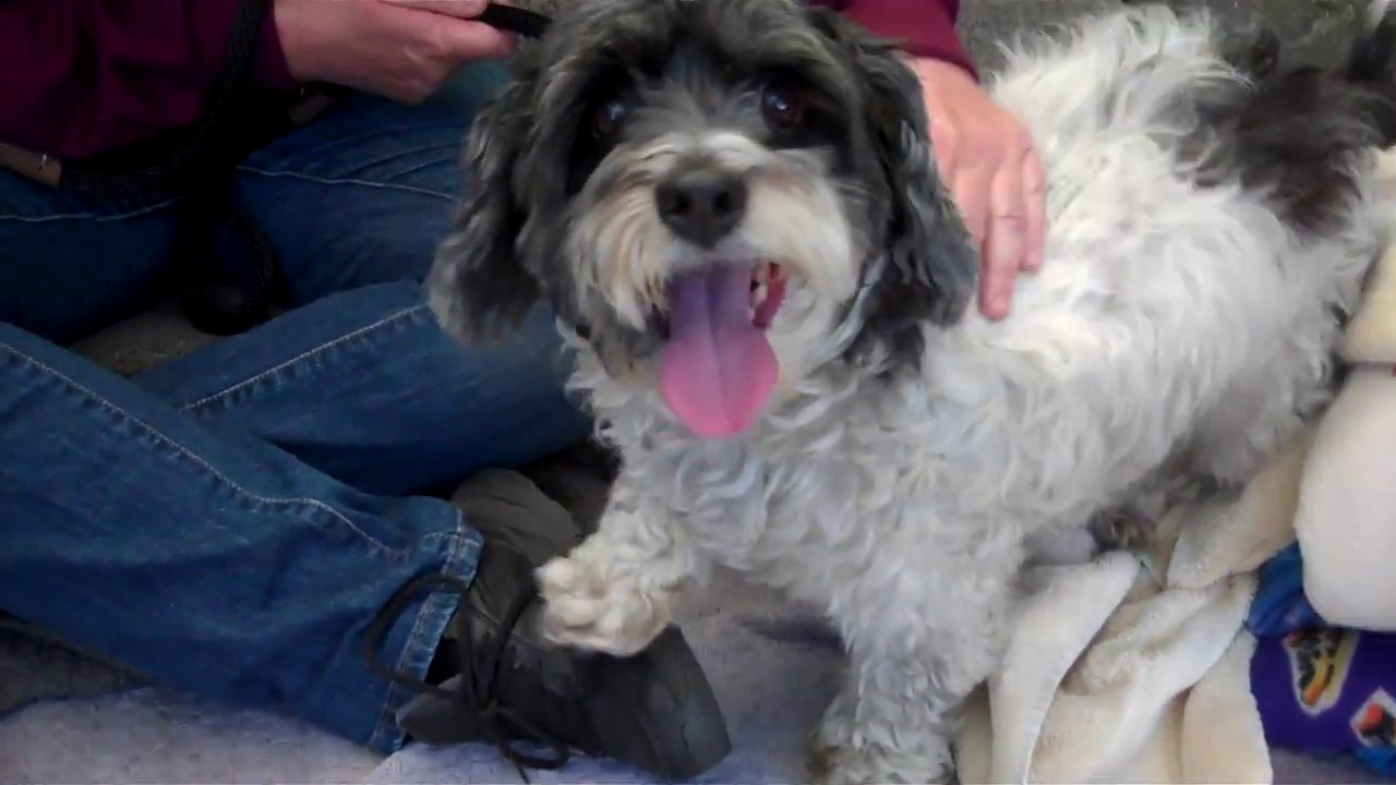 dog adoption mauritius RESCUED! A5122795 Gordo | Maltese/Miniature Poodle