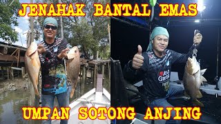 #4 - JENAHAK BANTAL EMAS PULAU ANGSA (Umpan Sotong Anjing)