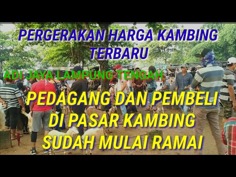 INFORMASI HARGA KAMBING TERBARU DI PASAR TERBESAR//ADI JAYA LAMPUNG TENGAH