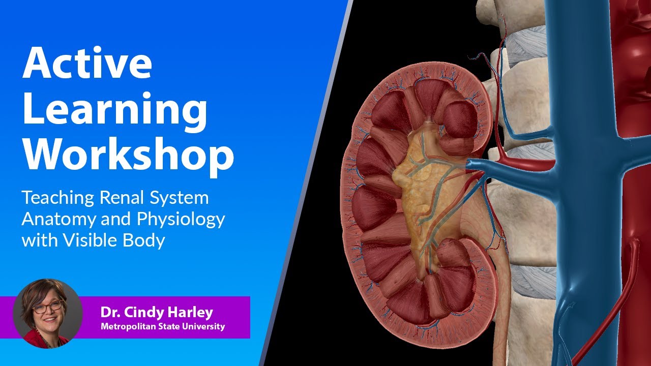 How to Teach Renal System Anatomy & Physiology with Visible Body
