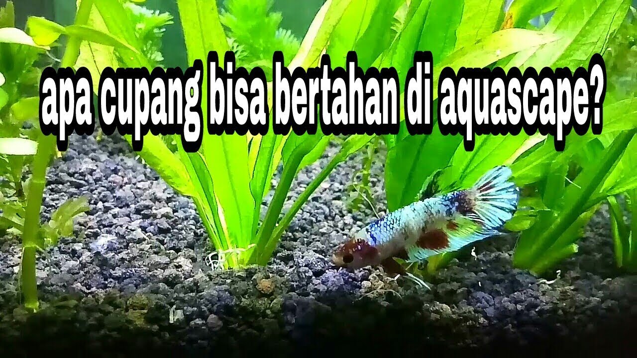 Berapa lama cupang bisa bertahan di aquascape? #cupanghias ...