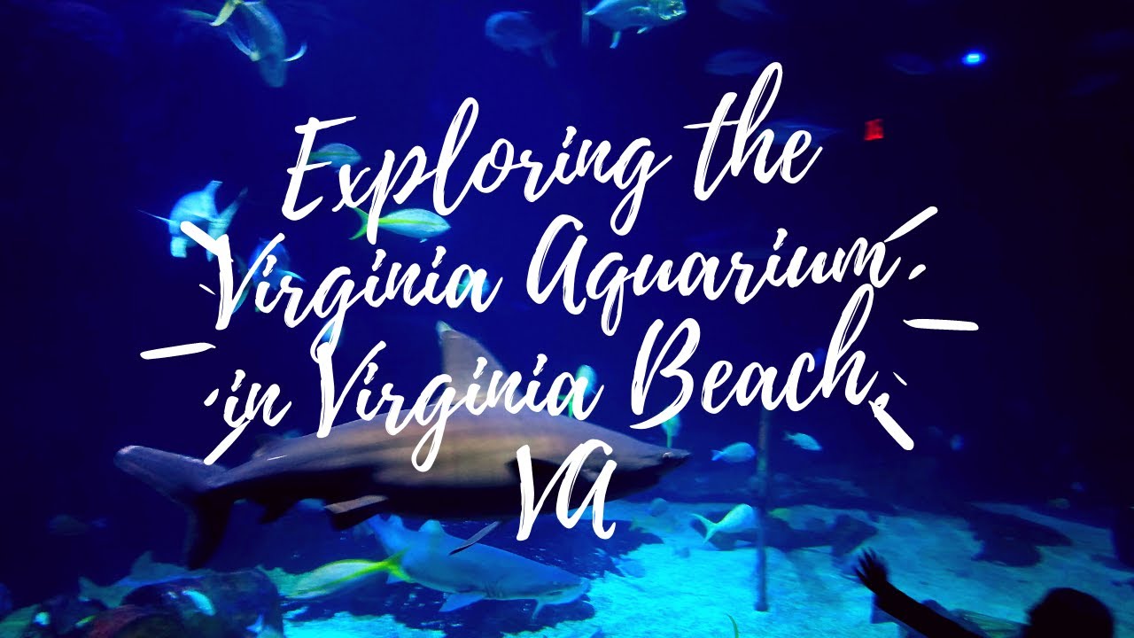 Exploring the Virginia Aquarium in Virginia Beach, VA