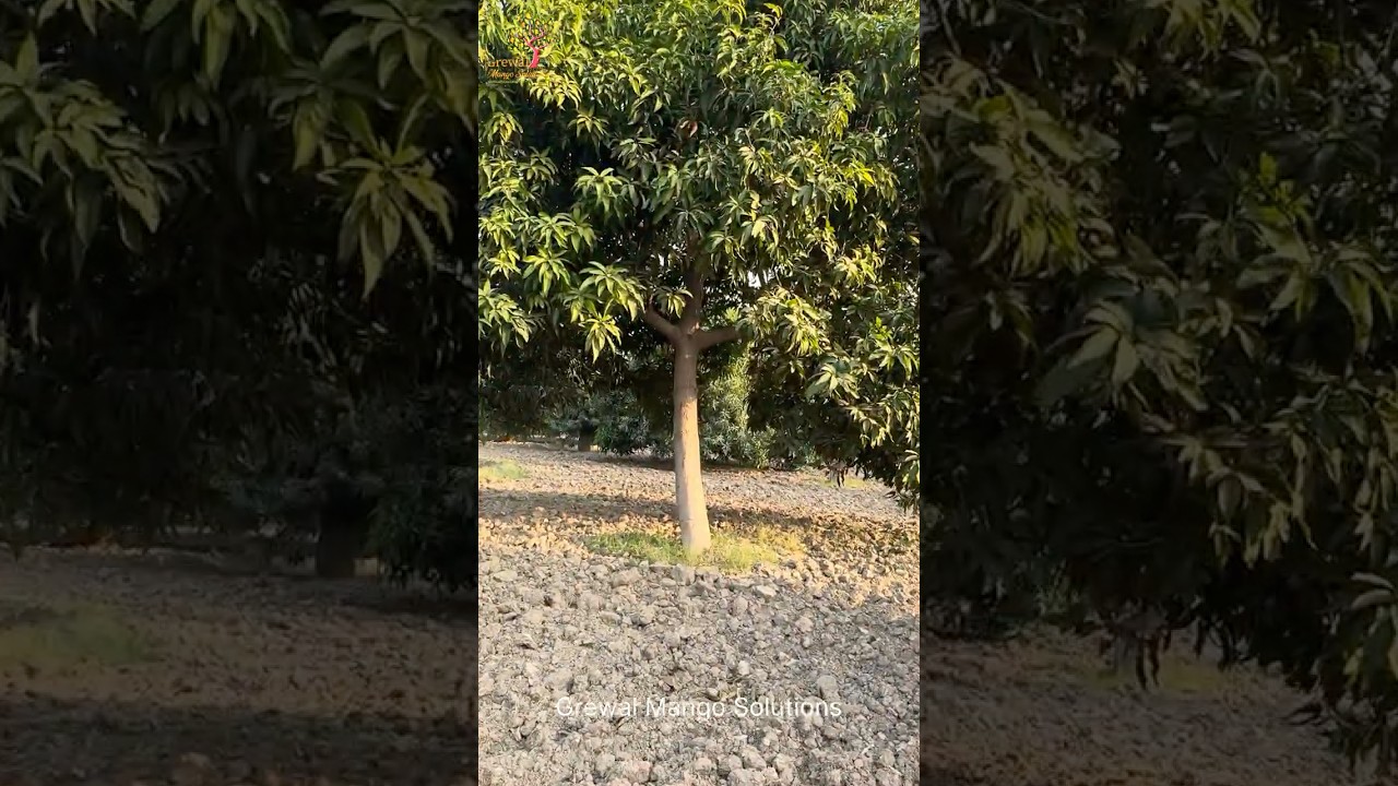 High Plant Canopy & Low Canopy Vs Yield