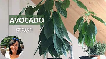 Wie lange dauert es bis ein Avocadobaum wächst?