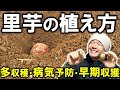 【裏技大公開】里芋の植え方〜江戸農書より解説〜