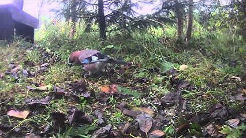 DaveSmith Evolver.key sequence