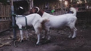 Boer goats crossed with Jamnapari goats produce the best meat | Goat farming in village