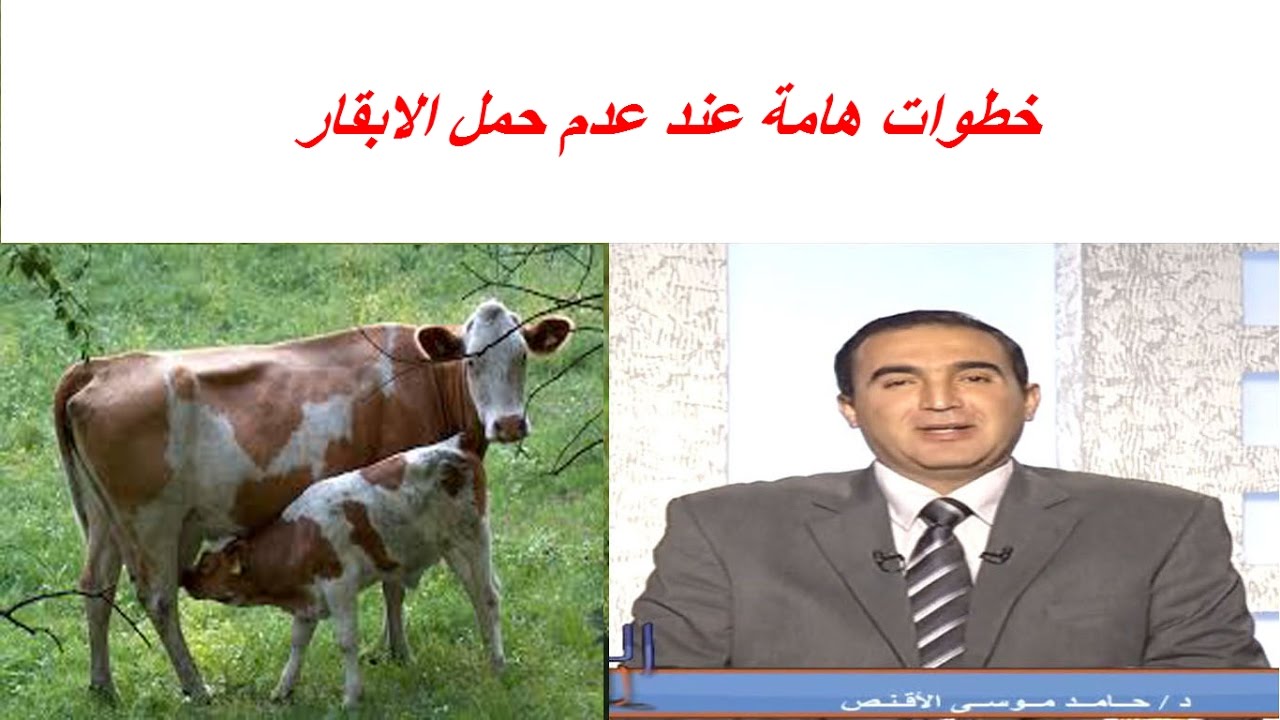 خطوات هامة عند عدم حمل الابقار