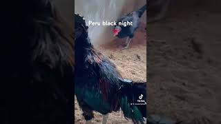 Gà Mỹ Màu Tấn Phát - Peru Black night