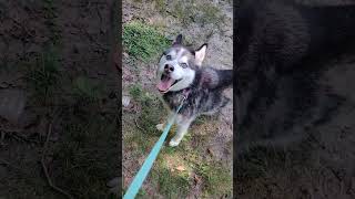 July 21St, 2025 Buzz Volunteer Gig At Berea Arf. This Is Daisy Marie