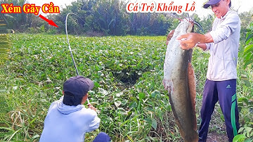Câu Cá , Câu Trúng Con CÁ TRÊ CHÚA KHỔNG LỒ Sống Lâu Năm Trong Đám Lục Bình