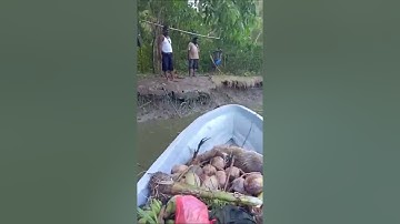 Beburu Rusa di Papua (Deer hunting in Papua)