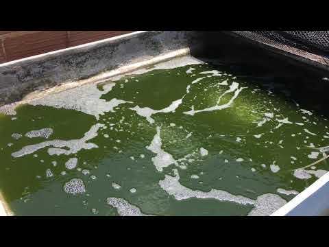 Vídeo: Por Que A água Fica Verde