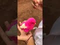 Suara anak ayam