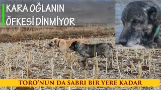 Kangal Öfkesi̇ne Haki̇m Olamayinca Kaçinilmaz Son Gerçekleşti̇