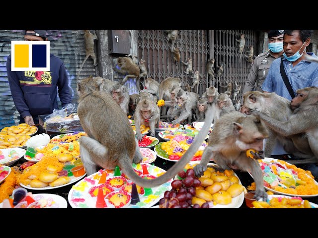 Monkey business terrorises Thai city class=
