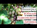 Сорт винограда Юбилей Херсонского Дачника. Виноград 2014.