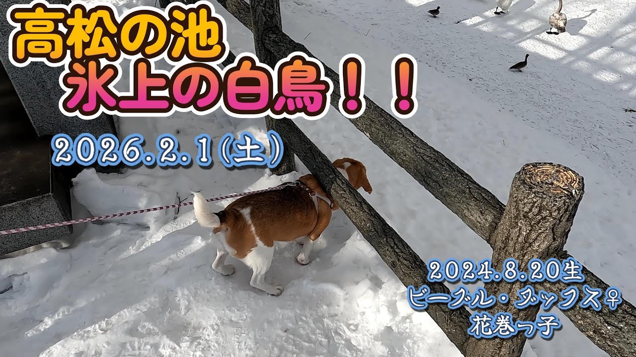 2026.2.1 高松の池 氷上の白鳥！！ - YouTube