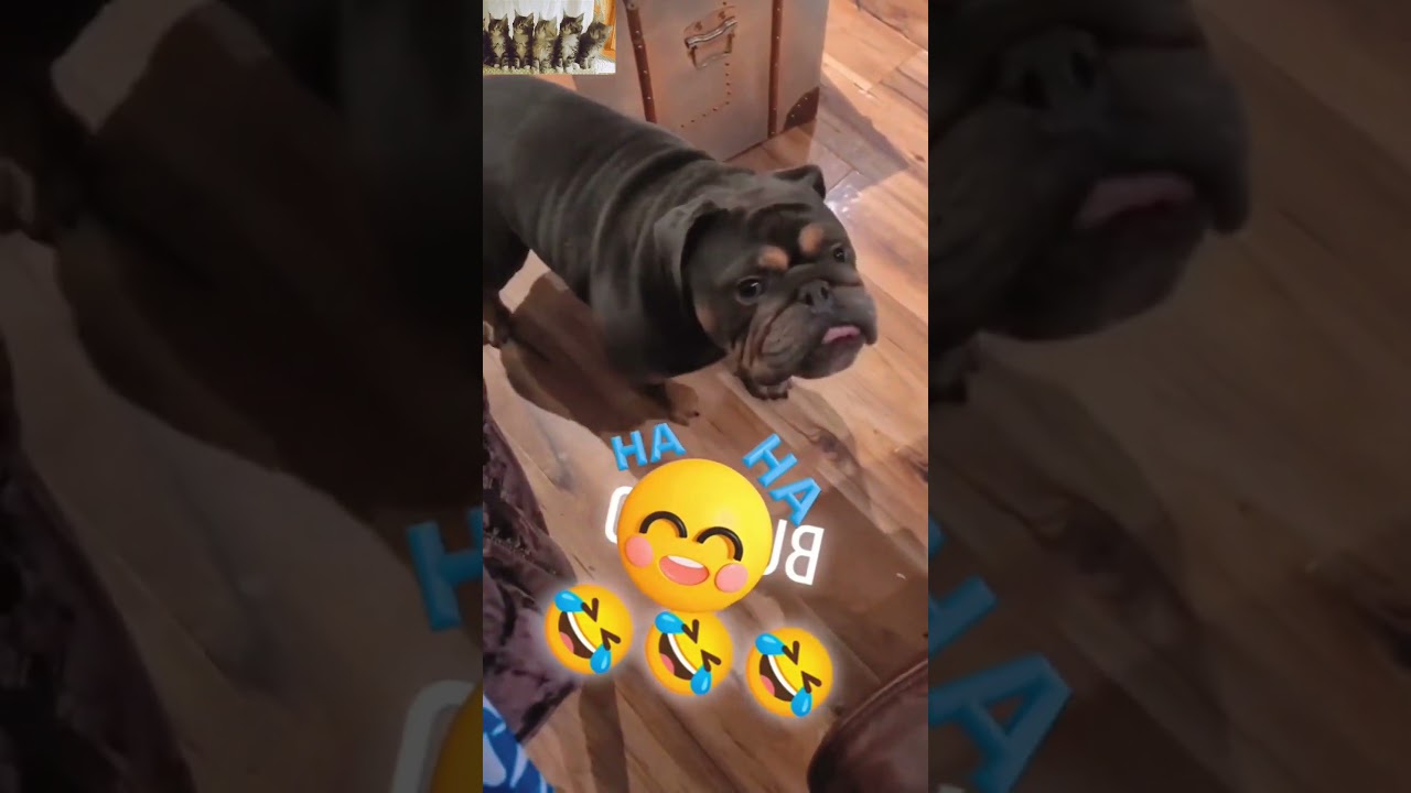 Cats and Dogs: The Ultimate Comedy Duo! 😹🐶