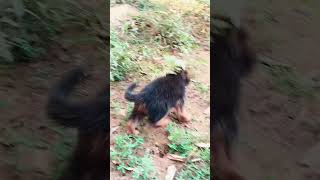 Zoya 😍😍 #germanshepherd #puppy #germanshepheard #musicdance #musicanddance #pets #dancemusic