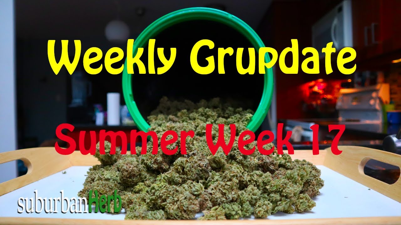 Outdoor Cannabis Grow in Ontario Canada. Week 17. Gorilla Glue 