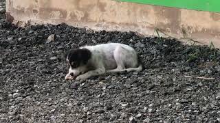 Do You Love My Beautiful Babies Dog ? Khmer