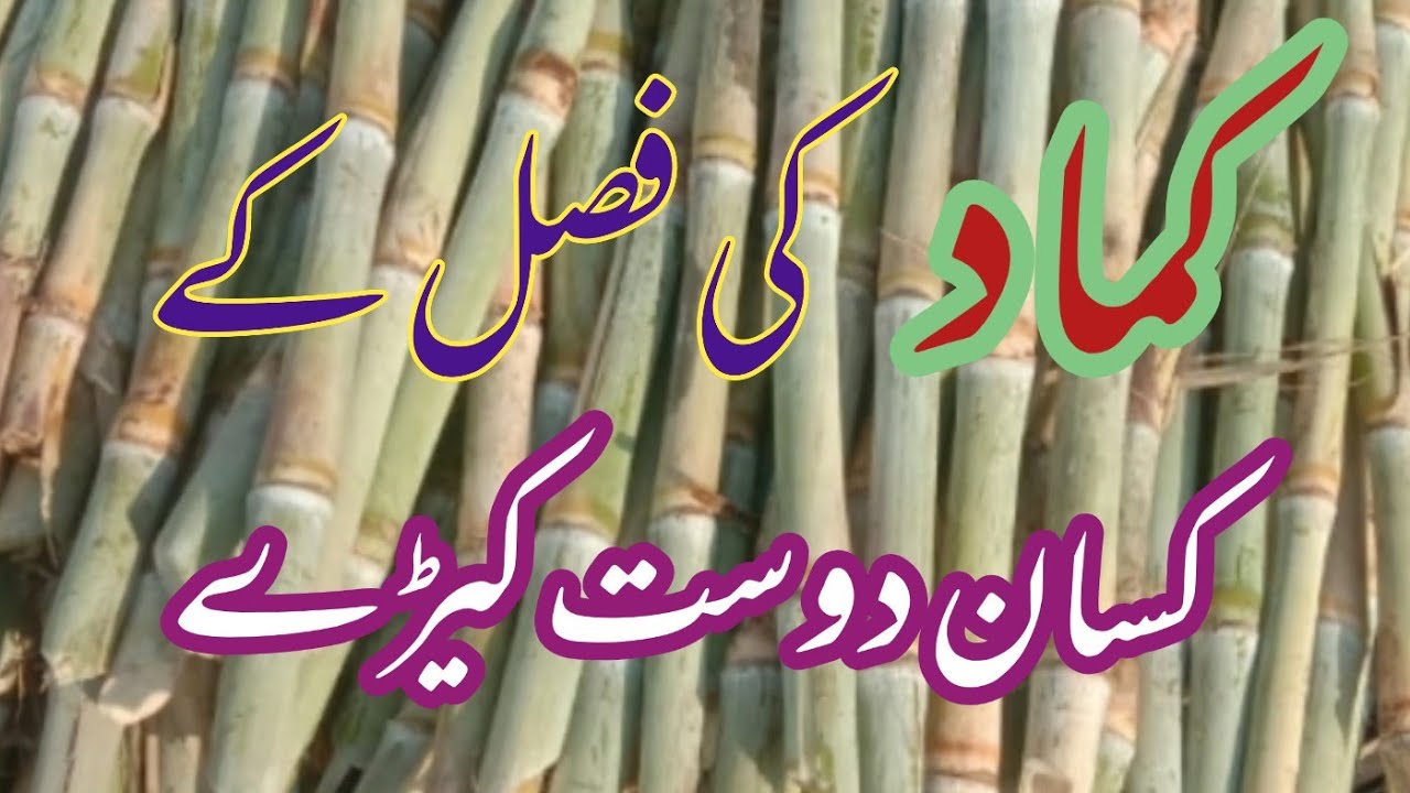 Beneficial insect on Sugarcane YouTube