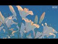 Pastel Lilies & Piano | 15 minute Calming Piano Music for Peaceful Focus