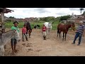 HARAS PERNAMBUCO! MOSTRANDO A TROPA DE CAVALOS E INFORMANDO O VALOR DE CADA UM!