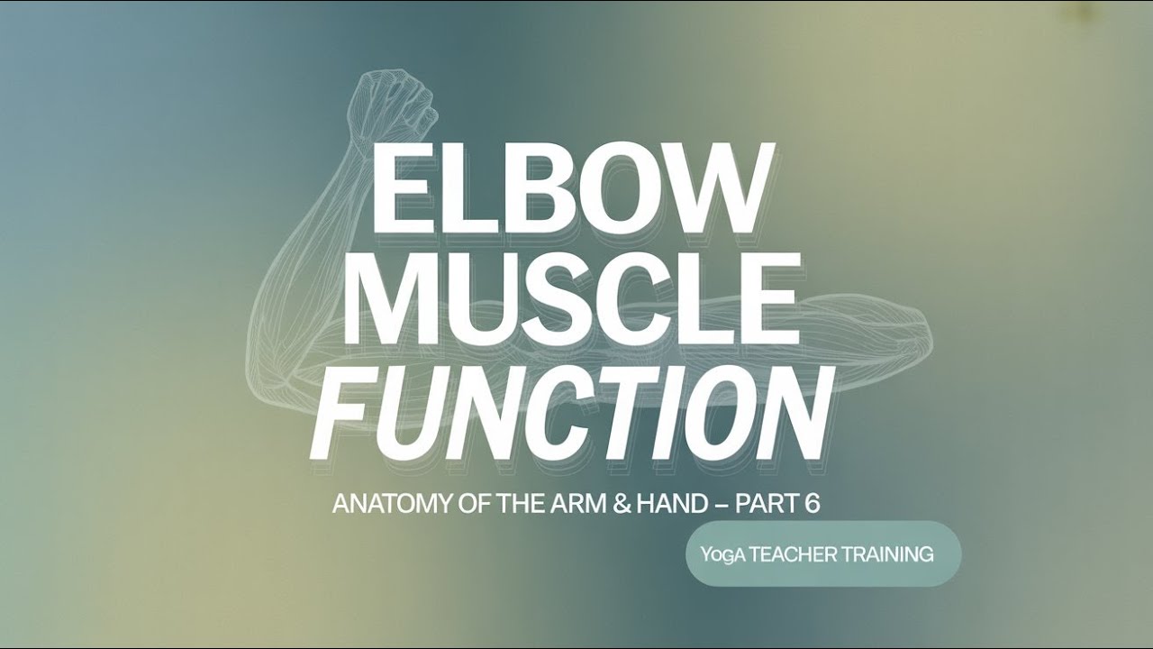 Anatomy of the Arm & Hand — Part 6 | Elbow Muscle Function
